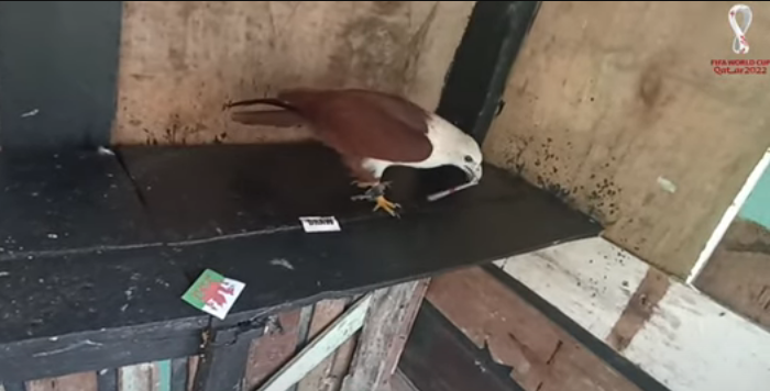 Prophetic Animals: USA Beat Wales at the 2022 World Cup
