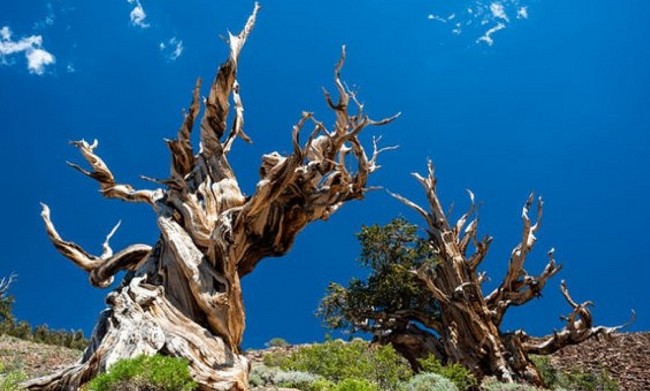 What is Old Tjikko - the Oldest Living Tree in the World - Nearly 9,600 Years Old