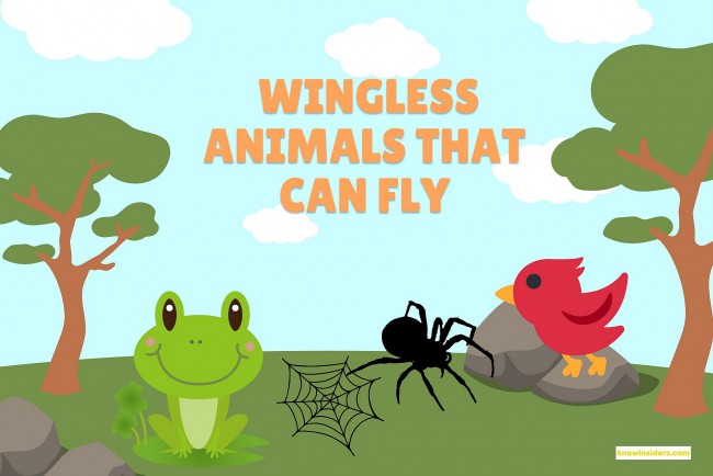 Top 10 Wingless Animals That Can Fly Like Birds