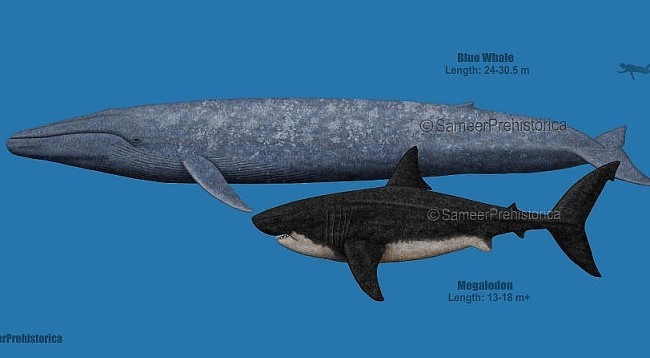 Which Animal Is The Biggest, Heaviest, Tallest on Earth