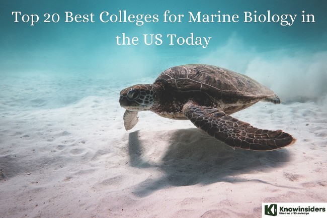 Top 20 Best Marine Biology Colleges in the US for 2025 (Ranked & Reviewed)