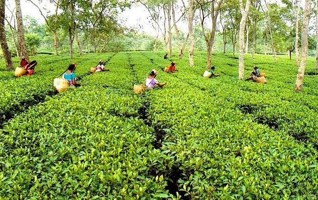 These 12 Countries with the Biggest Tea Production of the World