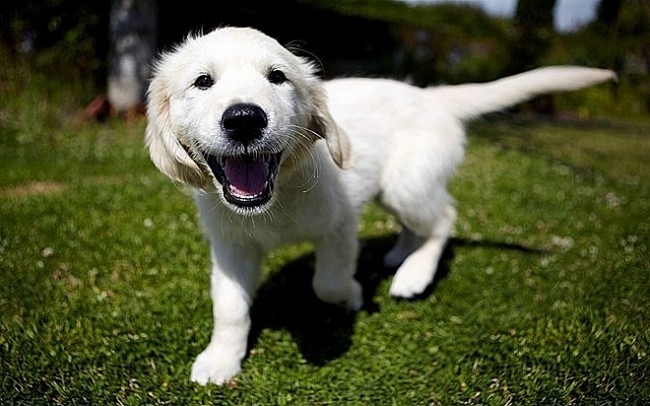 Why Do Dogs Wag Their Tails and What Do They Want to Say?
