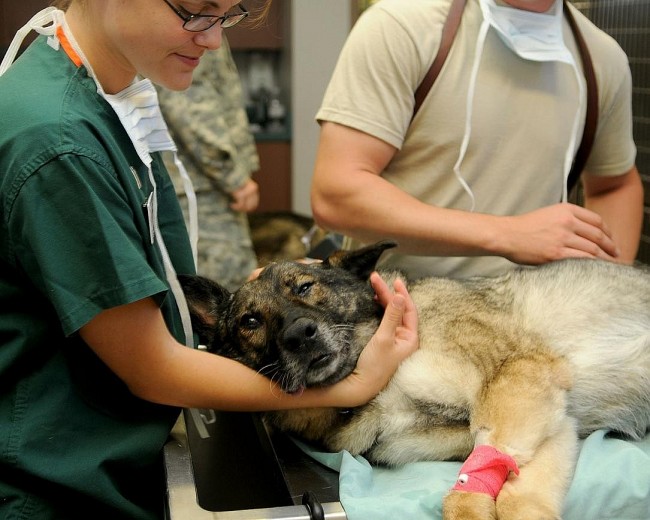 Top 7 Most Prestigious Vet Hospitals In Europe