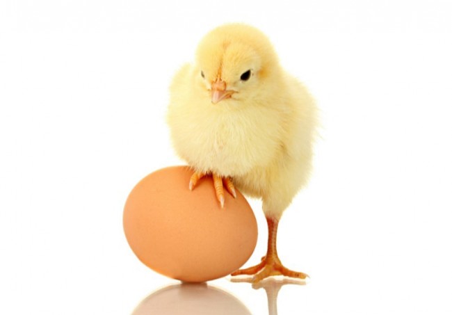 Which Came First: The Chicken or the Egg (Answered at Last)