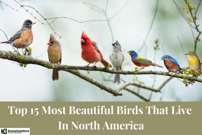 Top 15 Most Beautiful Birds In North America