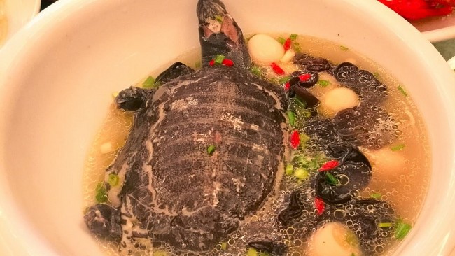 Turtle soup on Thanksgiving day: Asian origins and cultural significance