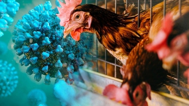 Bird Flu 2024 Uncovered: What is – Symptoms, Outbreaks!