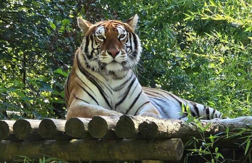 Bird Flu's Broader Impact on Zoos Across the USA, 20 Big Cats Die in Washington