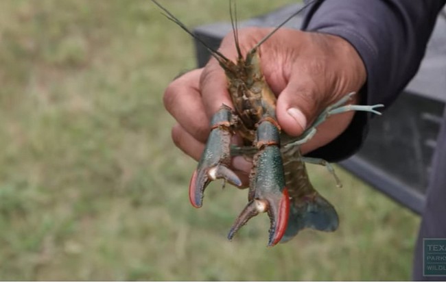 Invasive Crayfish Species Threatens Texas Waters – A Silent Invasion