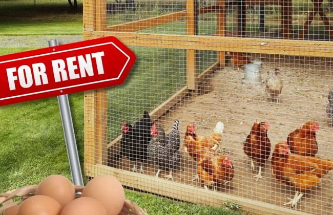 What is 'Rent-a-Chicken' Trend in the US? And How Does It Work?