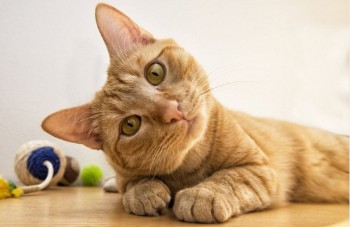 Why Do Cats Purr? The Surprising Meanings Behind a Purring Cat