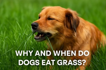 Why and When Do Dogs Eat Grass? The Truth Behind This Strange Habit