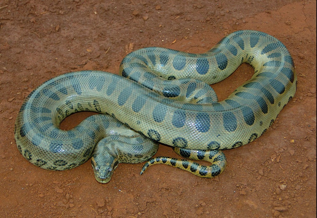 Which Snake Is the “Biggest” in the World: 227 Kg, 8.43 Meters