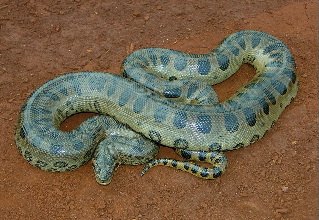 Which Snake Is the “Biggest” in the World: 227 Kg, 8.43 Meters