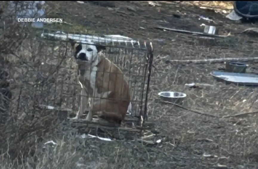 Florida’s New Animal Cruelty Database: What It Is and Why Critics Say It Falls Short