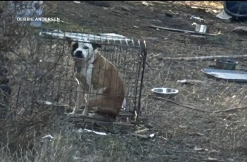 Florida’s New Animal Cruelty Database: What It Is and Why Critics Say It Falls Short