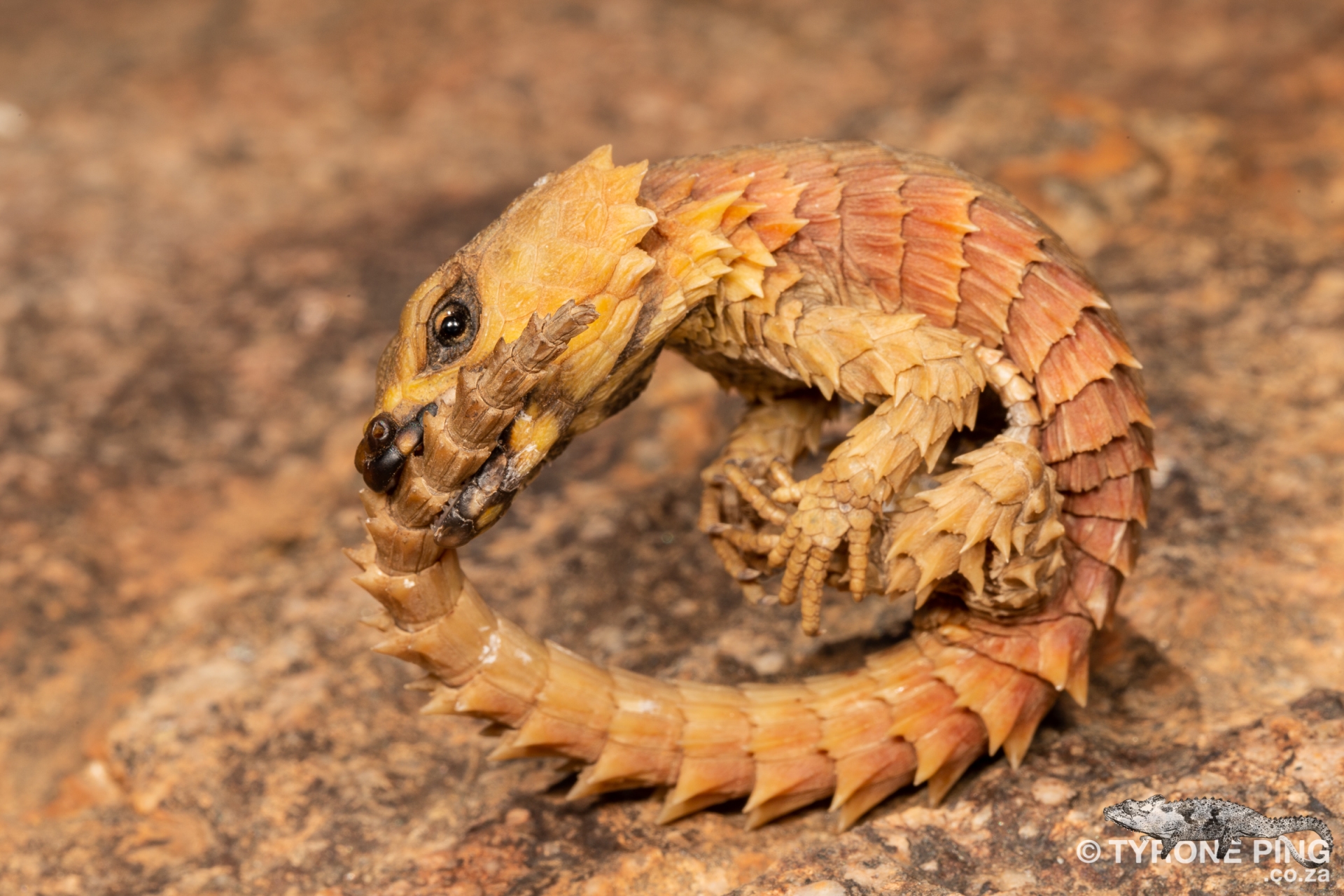 Armadillo Girdled Lizard - The Strangest Animal In The World