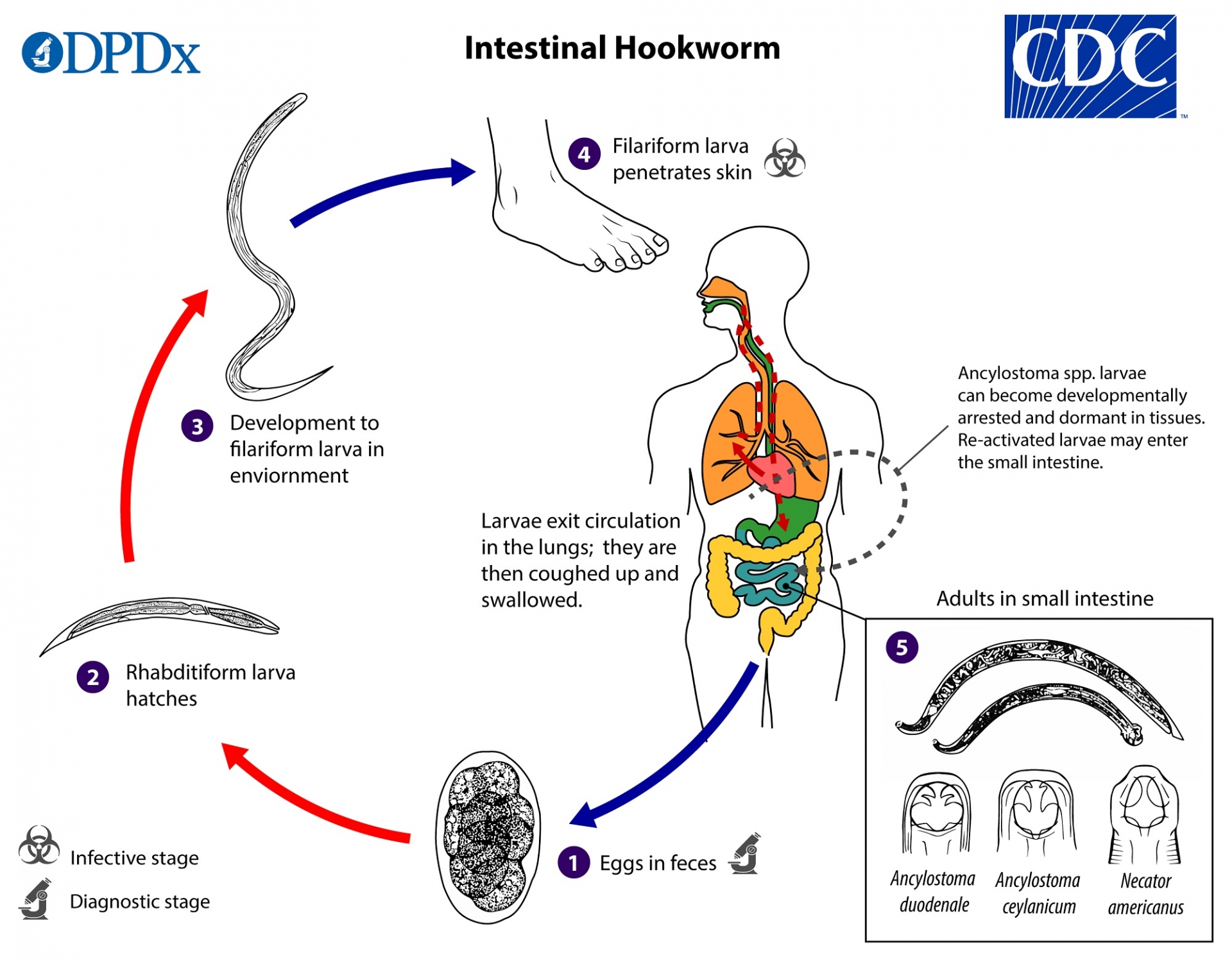 Hookworm in Humans & FAQs: Most Asked Questions with Answers about Hookworm