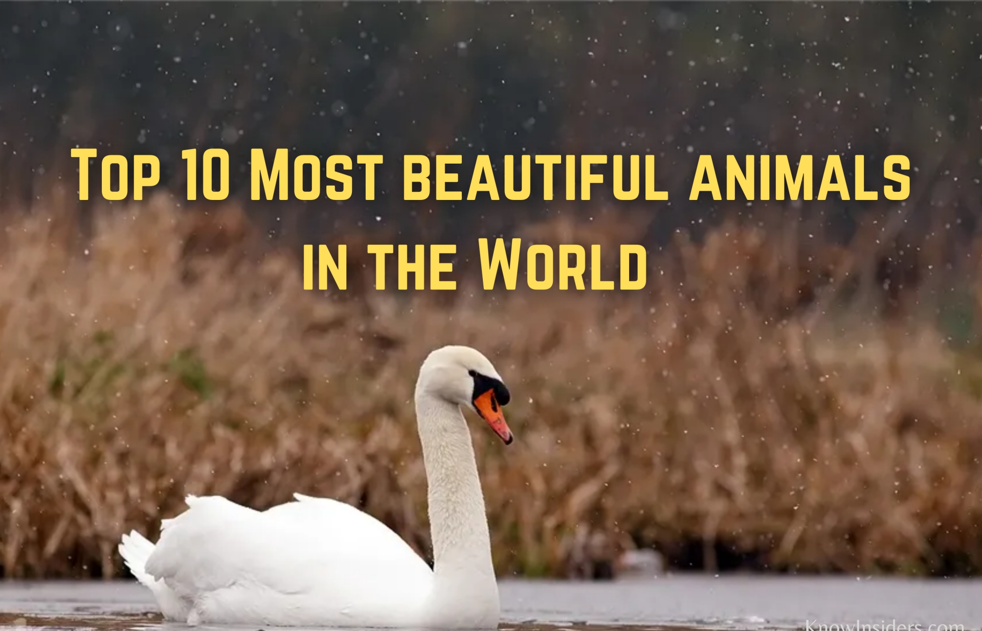 Top 10 Most Beautiful Animals in the World