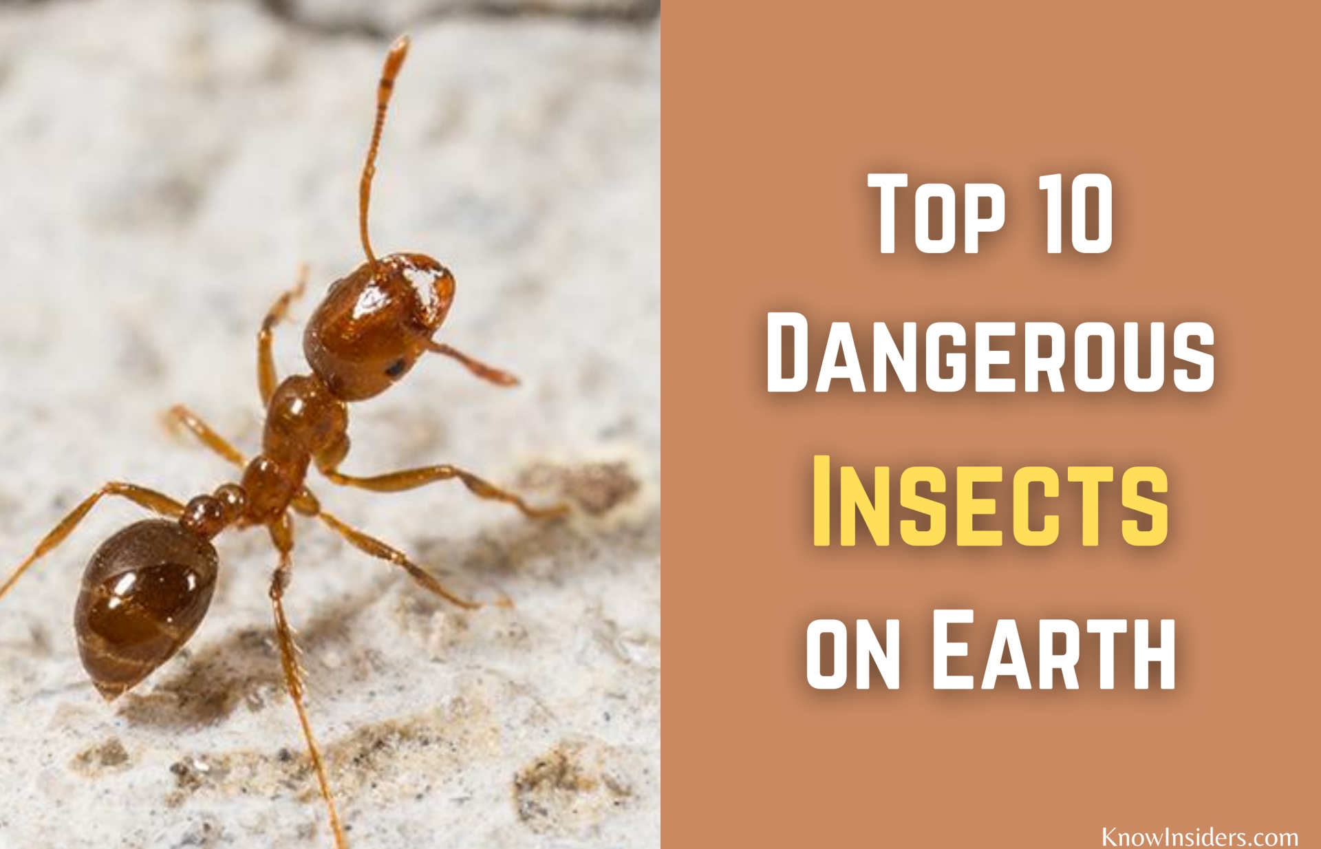 Top 10 Most Dangerous Insects in the World