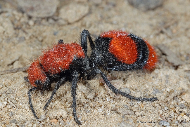 'Cow Killer' Velvet Ant - The Strangest Animal In The World