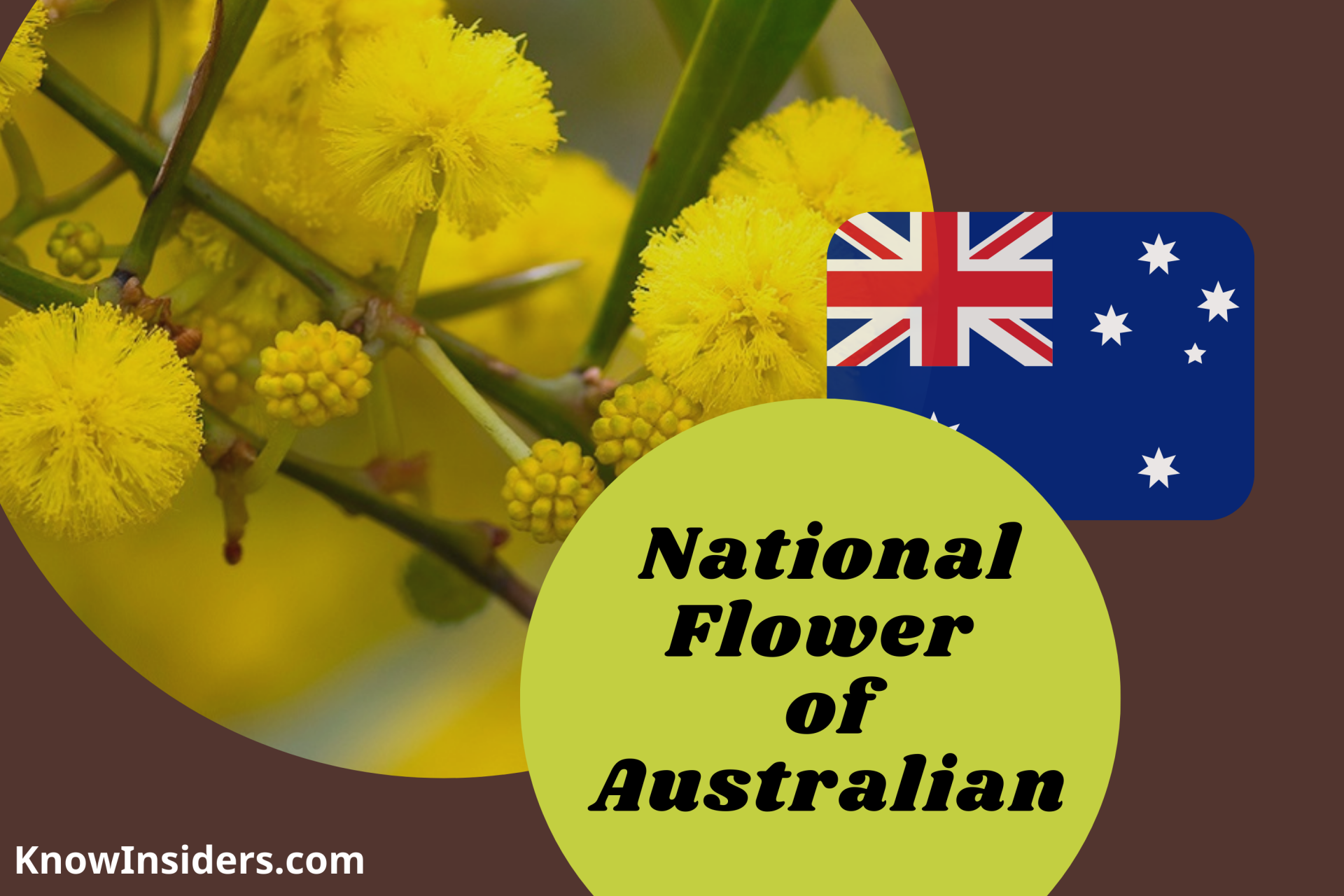 What is the National Flower of Australia?