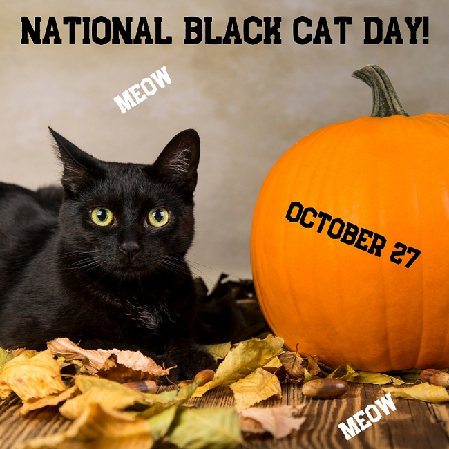 National Black Cat Day: Dates, History, Best Wishes, Quotes and Celebrations