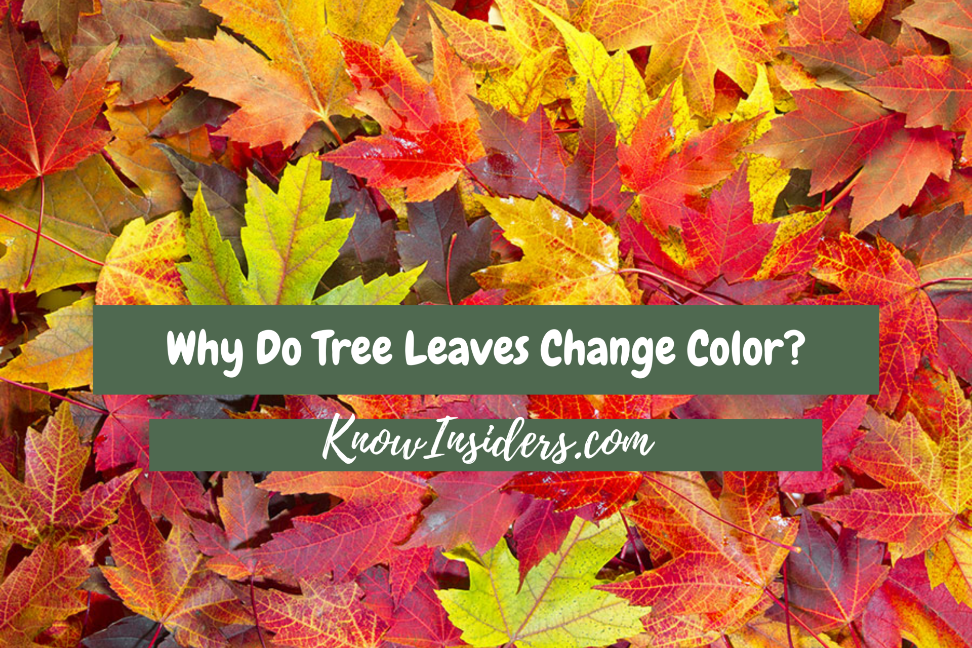 What Causes Tree Leaves to Change Color in Autumn?