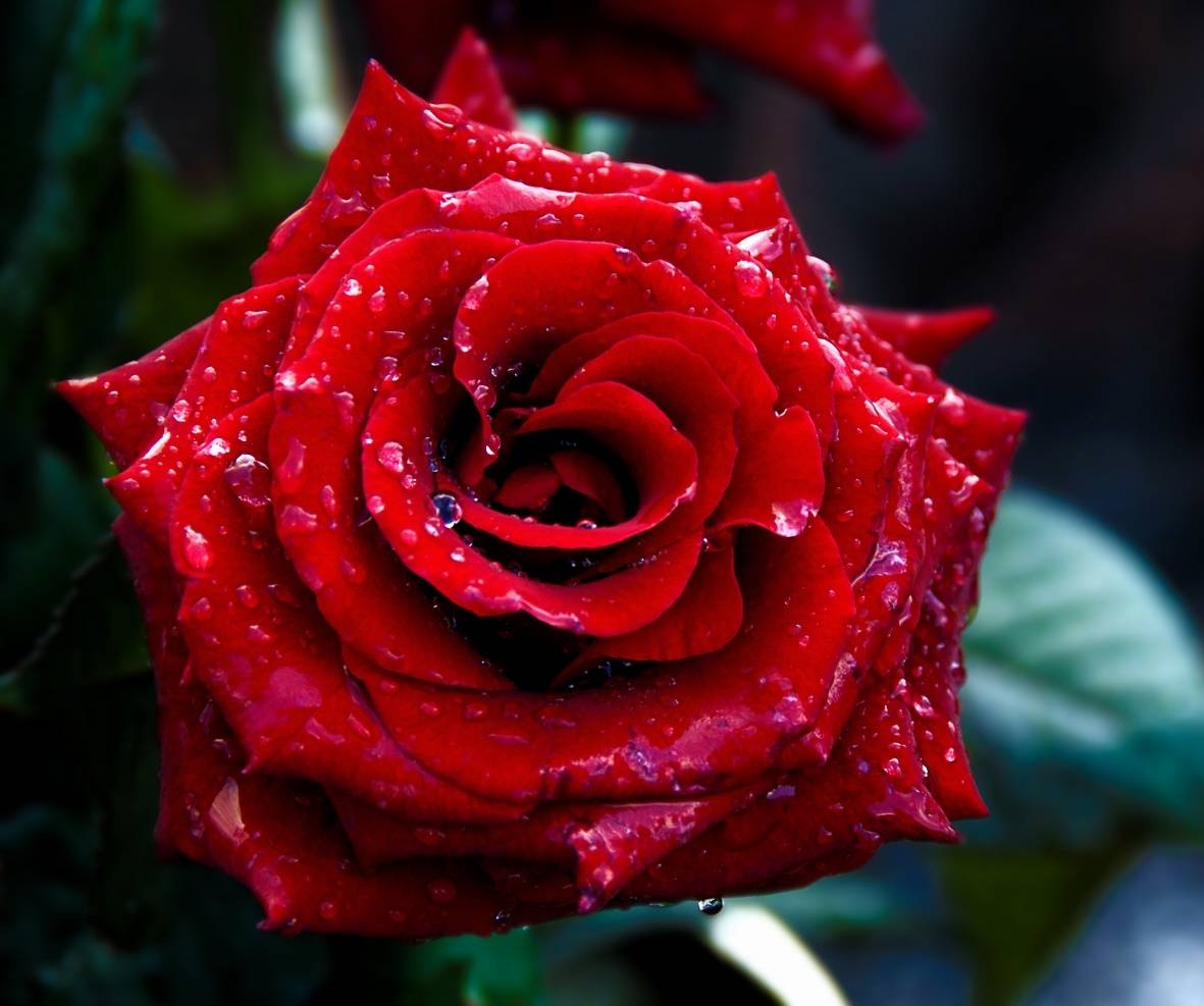 Top 9 Most Beautiful Flowers in the World That You Need To Know
