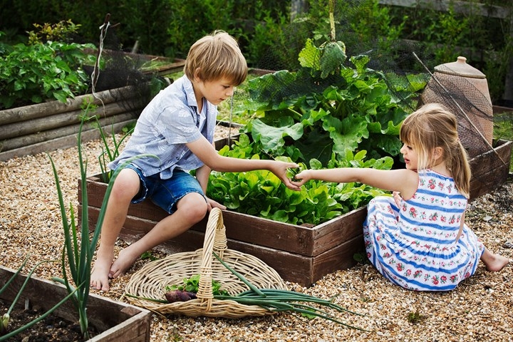 How to Grow Vegetables at Home for Beginners?