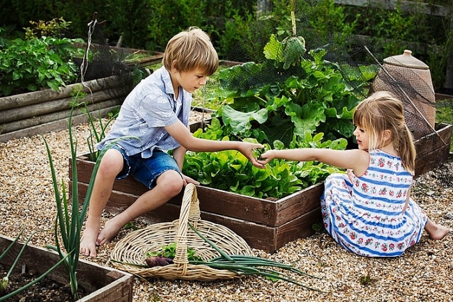 How to Grow Vegetables at Home for Beginners?