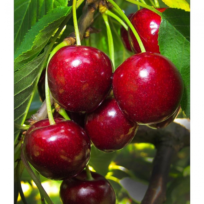 Best Tips for Growing Fruit Trees At Home