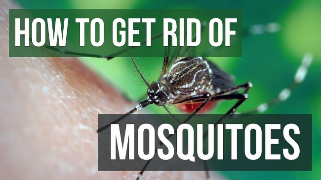 7 Easiest Ways To Prevent Mosquitoes In House