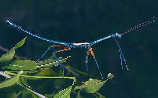 Stick Insect - The Strangest Animal In The World